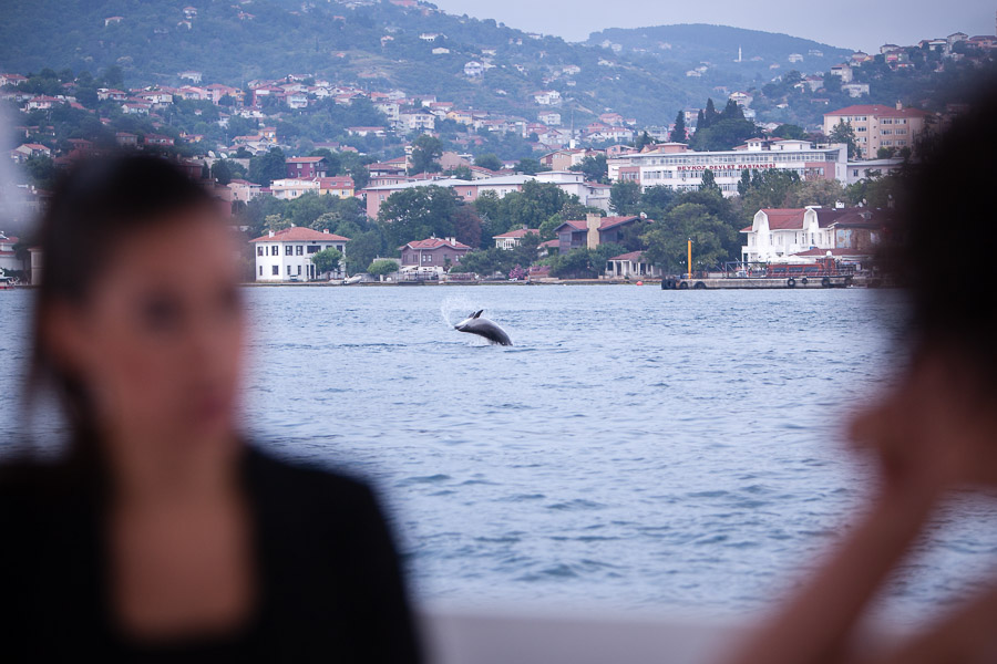 dolphin at the bosphorus wedding