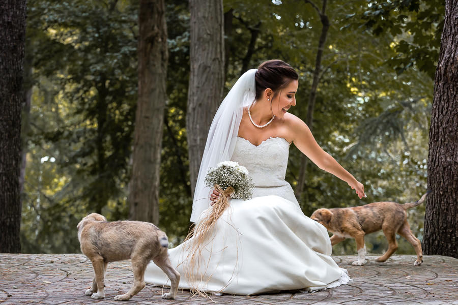 gelin yavru köpeklerle oynuyor